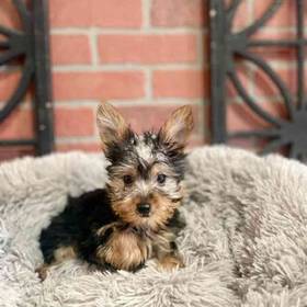 Yorkie