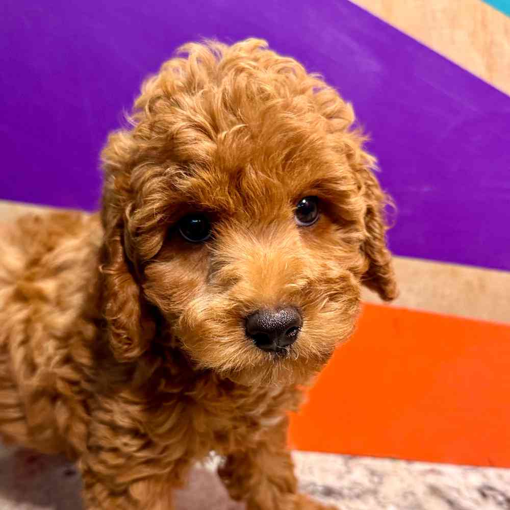 carousel pet images