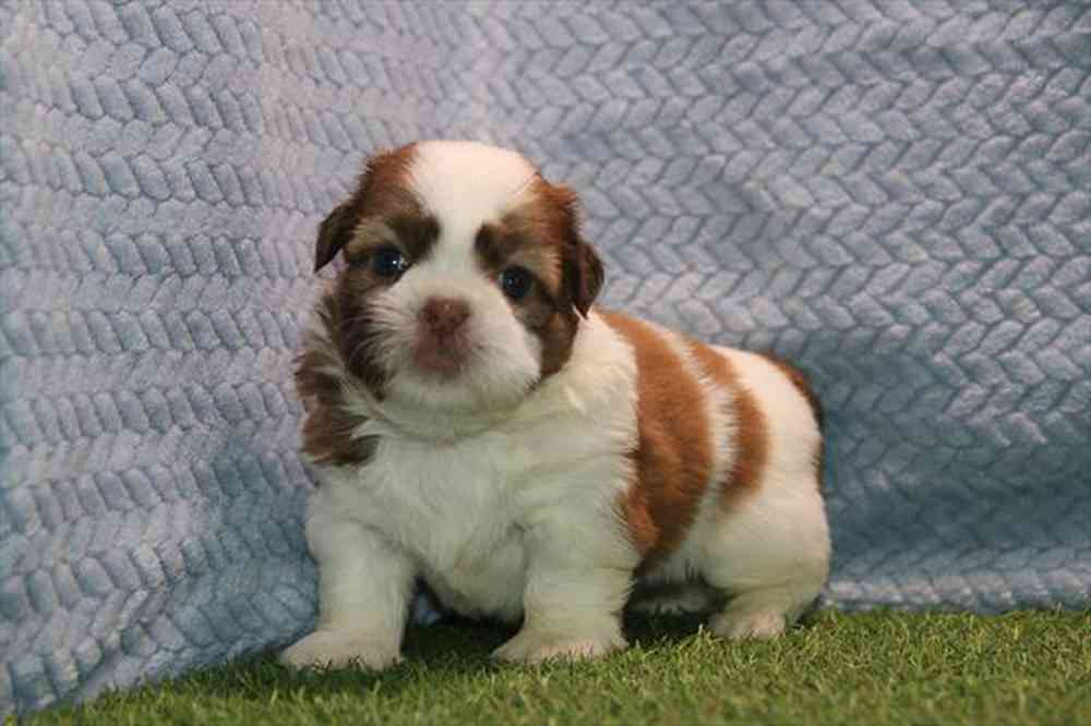 carousel pet images