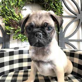 Pug