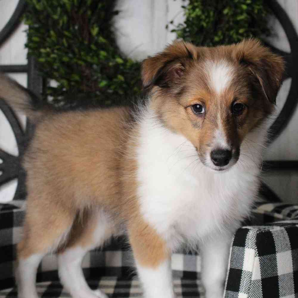 Male Sheltie Puppy for sale