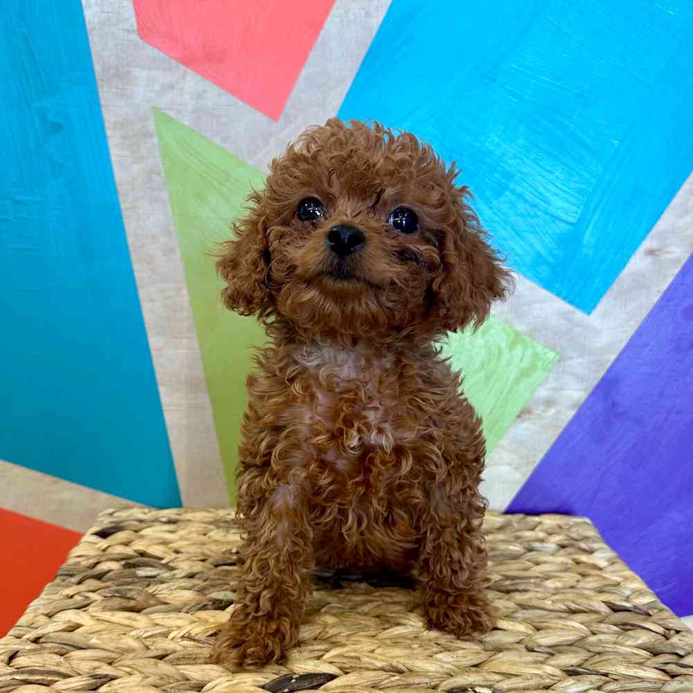 carousel pet images