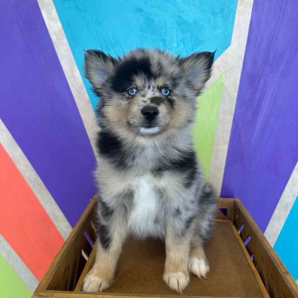 Image of a pet breed in the gallery