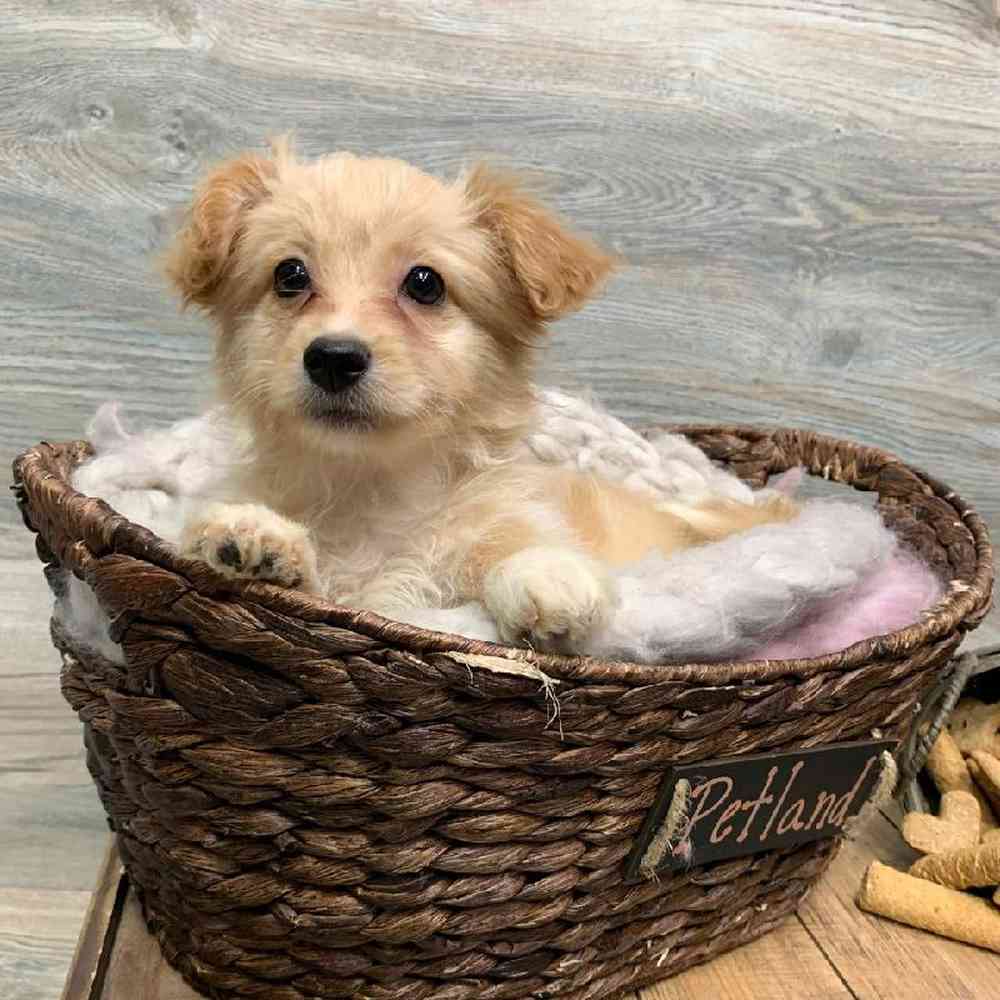 carousel pet images