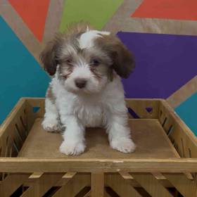 Havanese
