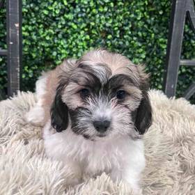 Teddy Bear