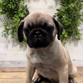 Pug