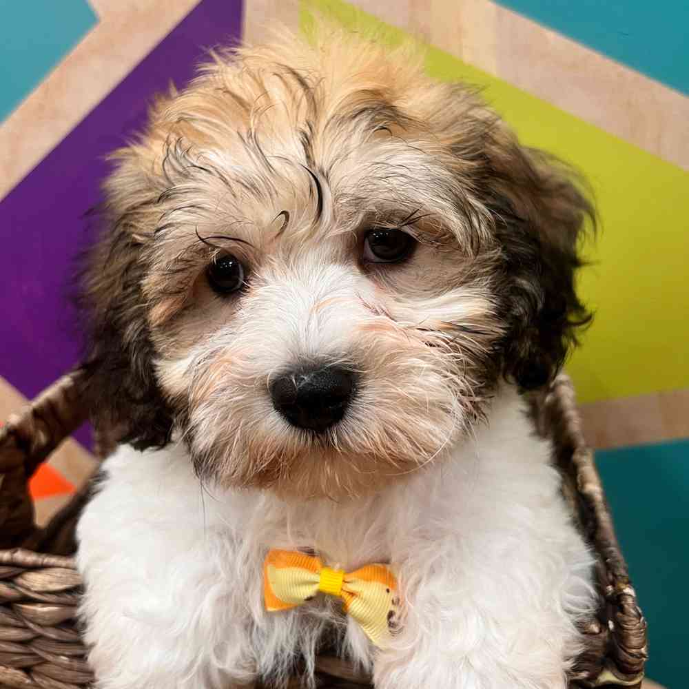 carousel pet images