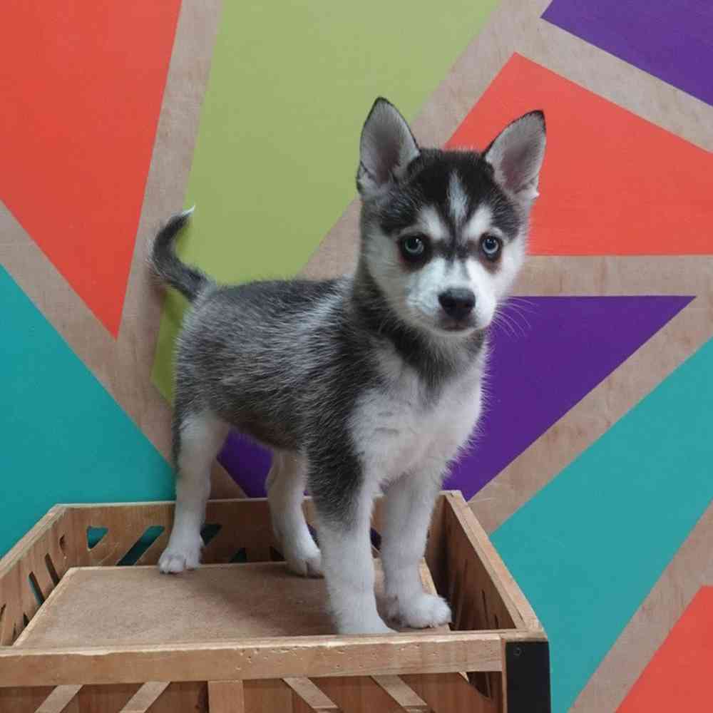carousel pet images