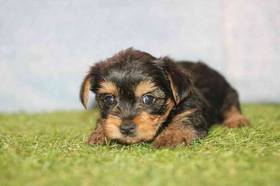 Yorkie