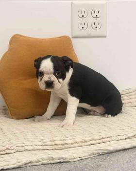 Boston Terrier