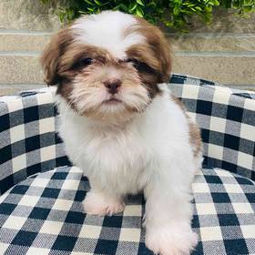 Shih Tzu