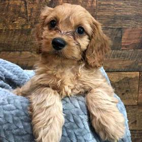 Cavapoo