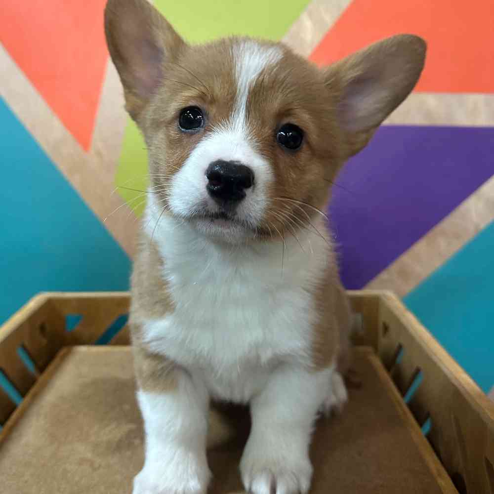 carousel pet images