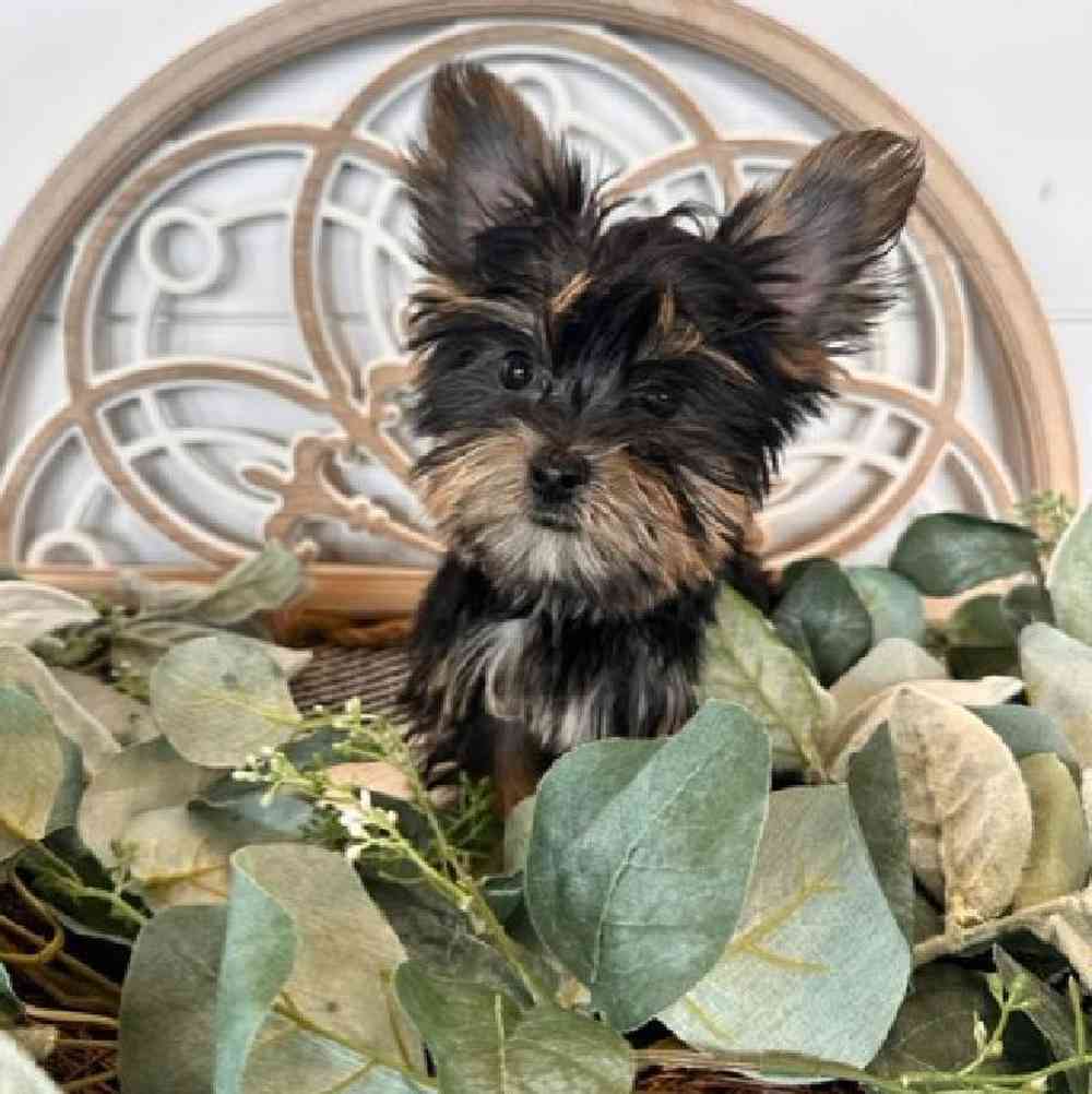 Male Yorkie Puppy for Sale in Rogers, AR