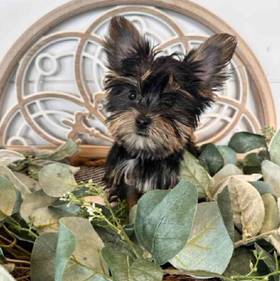 Yorkie