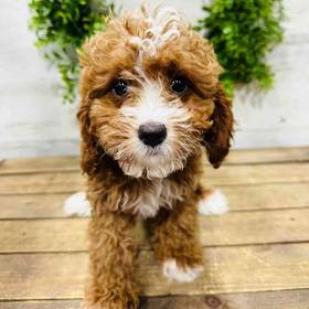 Cavapoo