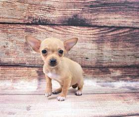 Chihuahua