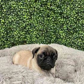 Pug