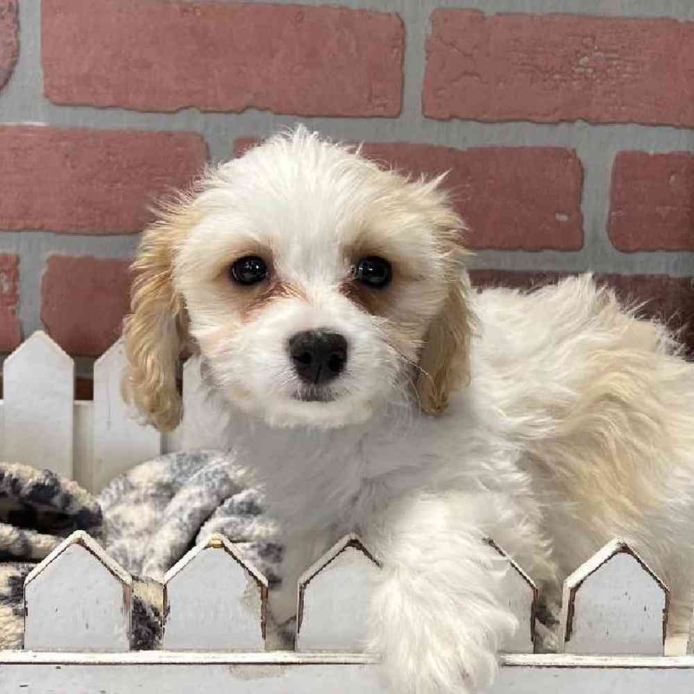 Male Cavachon Puppy for Sale in Rogers, AR