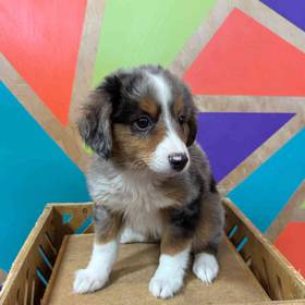 Mini Aussie