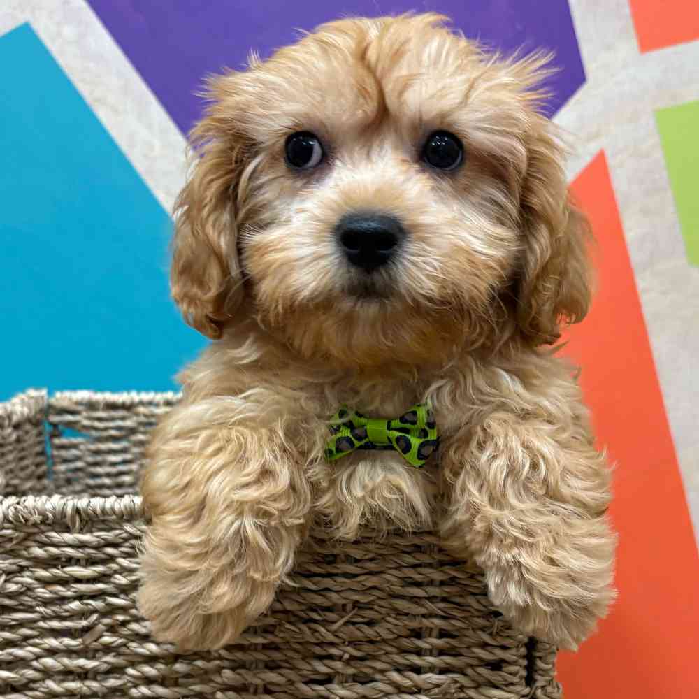 Image of a pet breed in the gallery