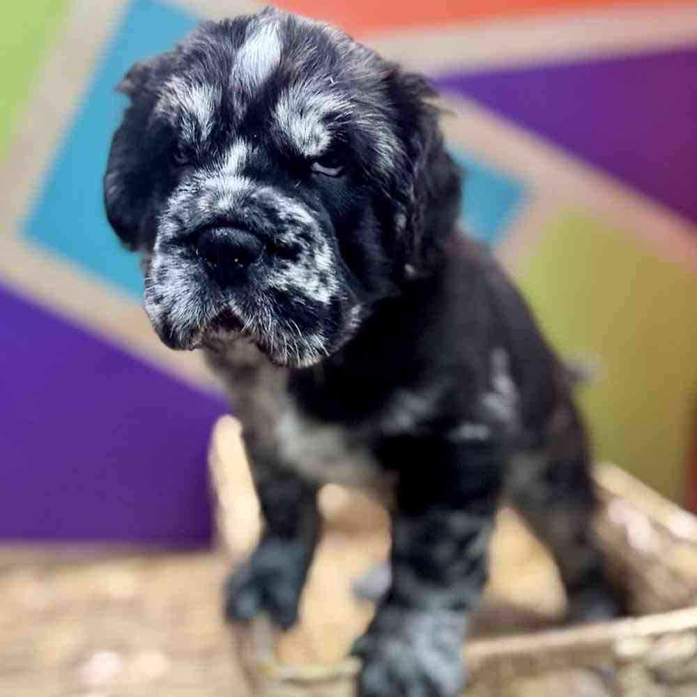 carousel pet images