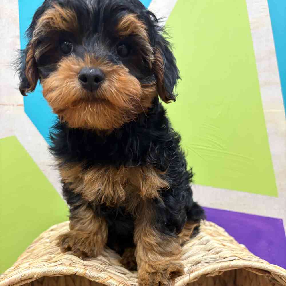 carousel pet images