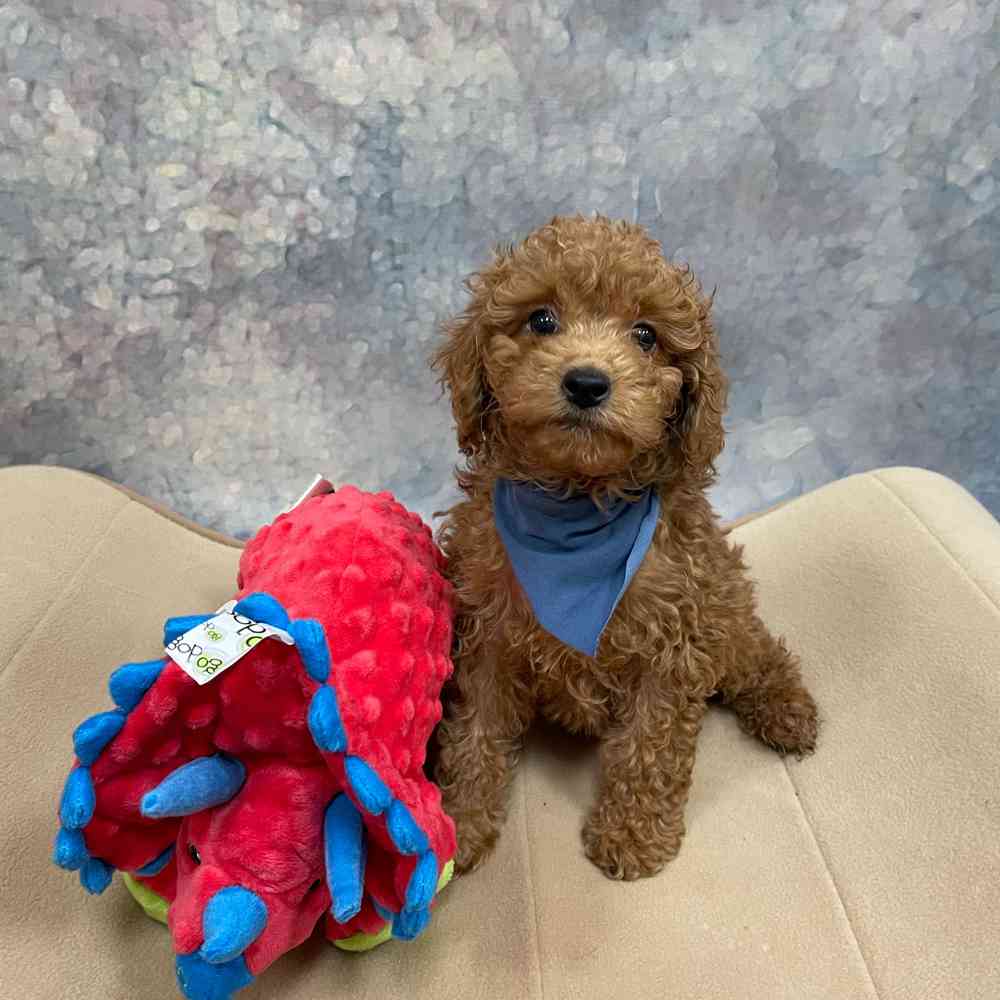 carousel pet images