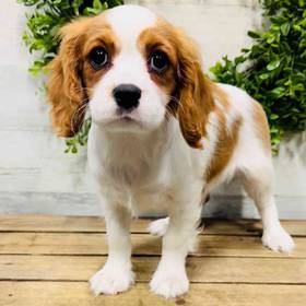 Cavalier King Charles Spaniel