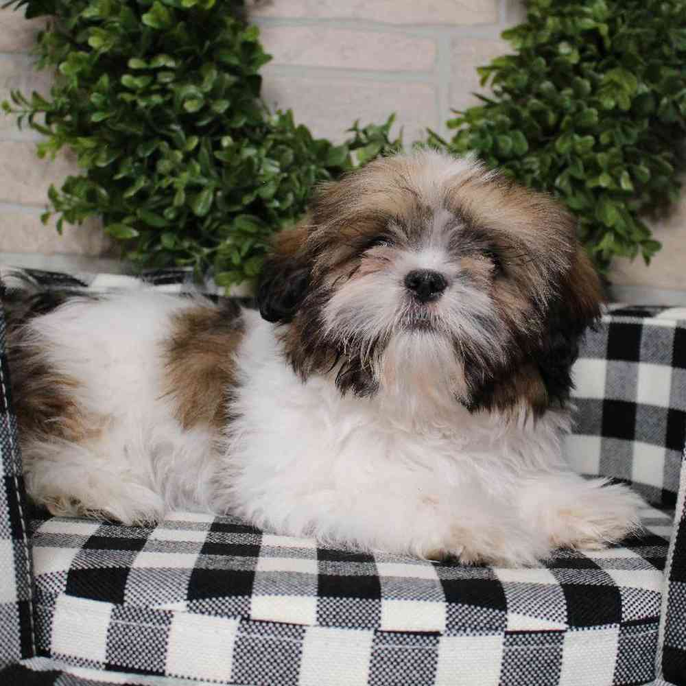 carousel pet images