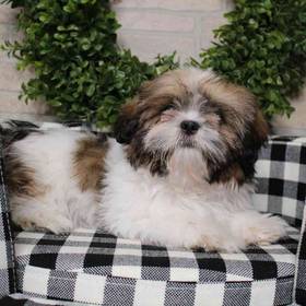 Shih Tzu