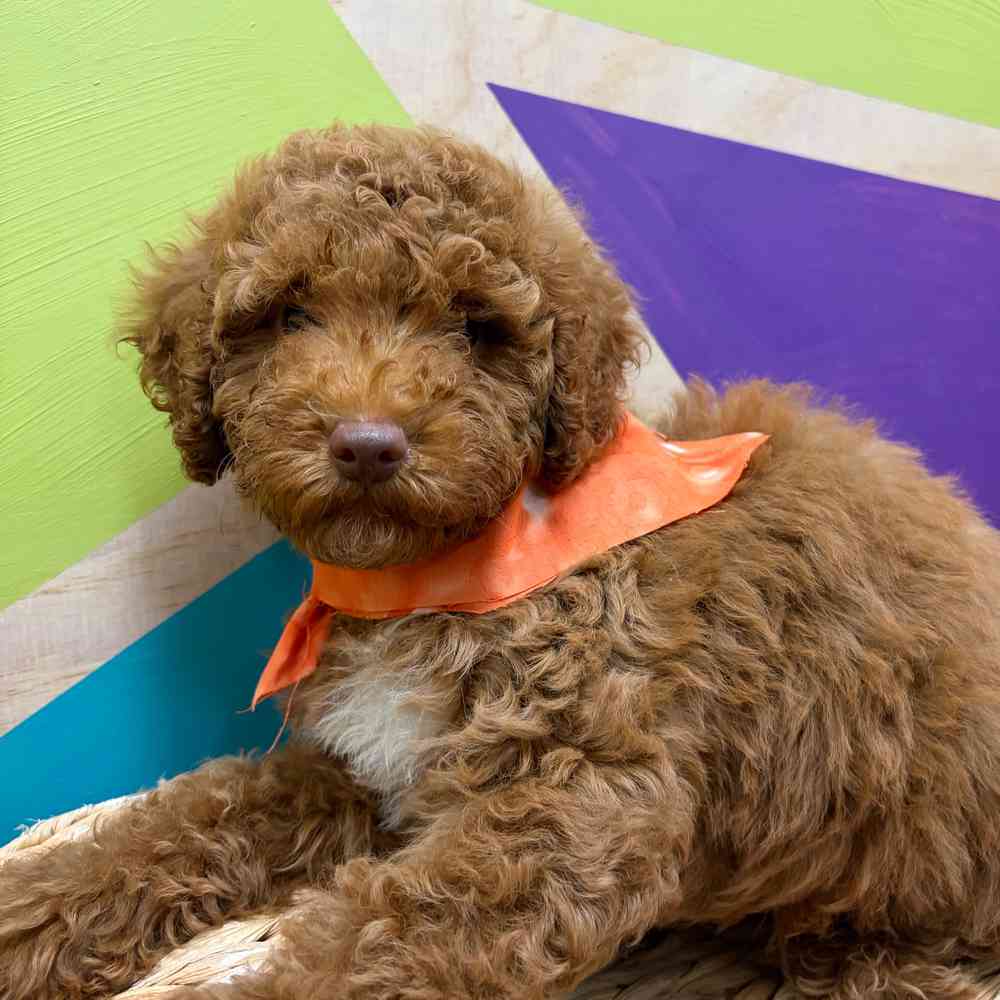 carousel pet images