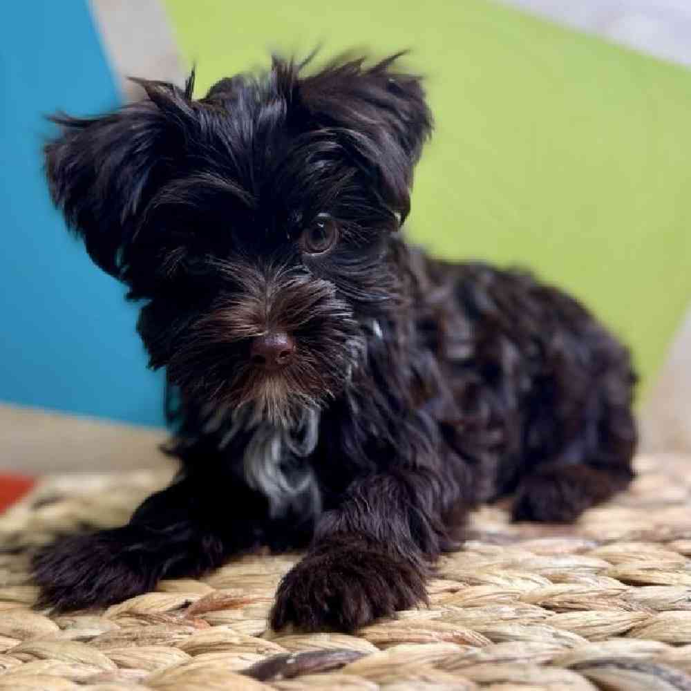 Image of a pet breed in the gallery