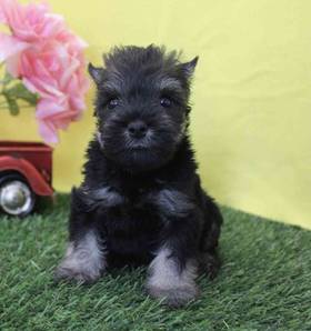 Mini Schnauzer