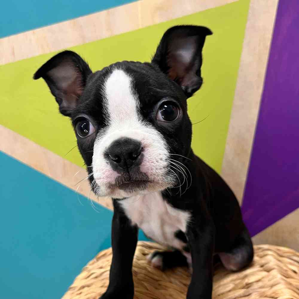 Introducing Boston Terrier Puppies: A New Litter, image size:1000x1000