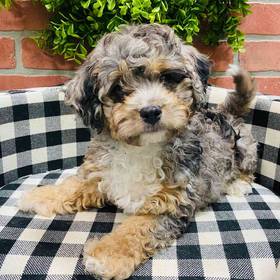 Cavapoo