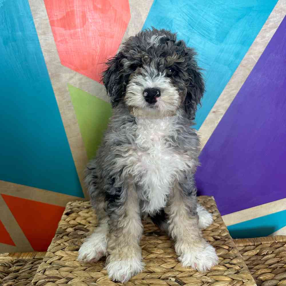 carousel pet images