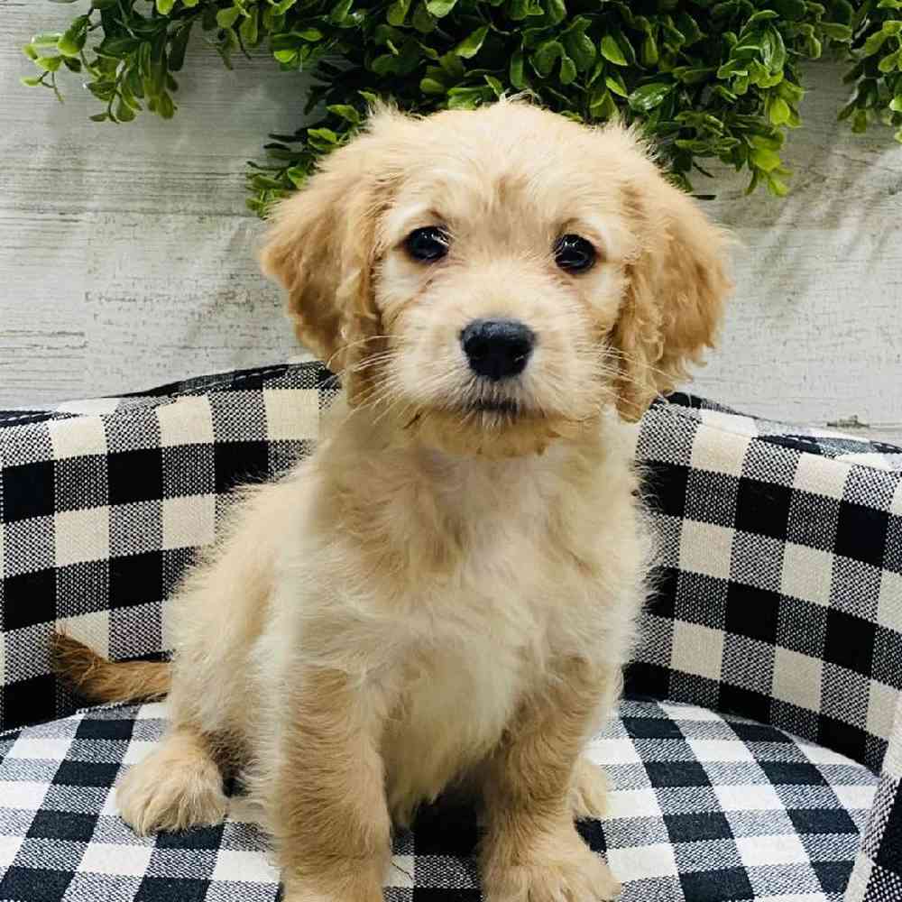 Male Mini Goldendoodle Puppy for sale