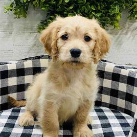 Mini Goldendoodle