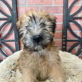 Soft Coated Wheaten Terrier