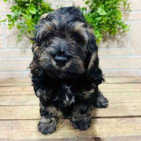 Cockapoo
