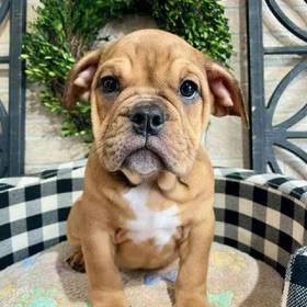English Bulldog