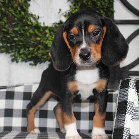 Beagle