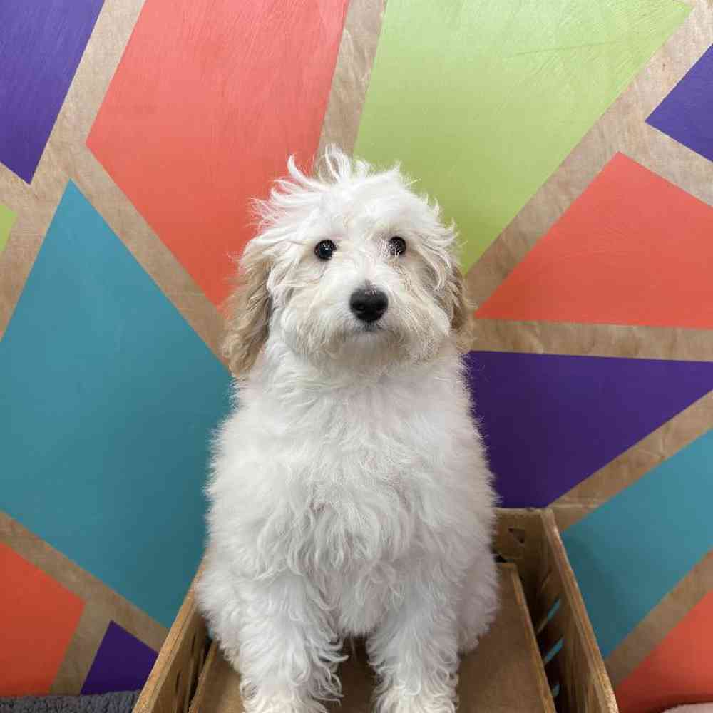 Female BichonPoo Puppy for Sale in Joplin, MO
