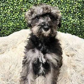 Schnoodle