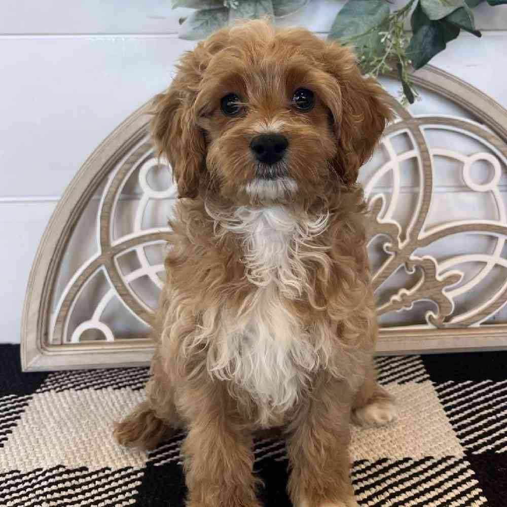 carousel pet images