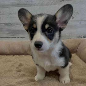 Pembroke Welsh Corgi