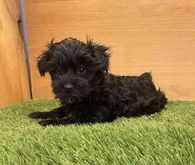 Yorkie