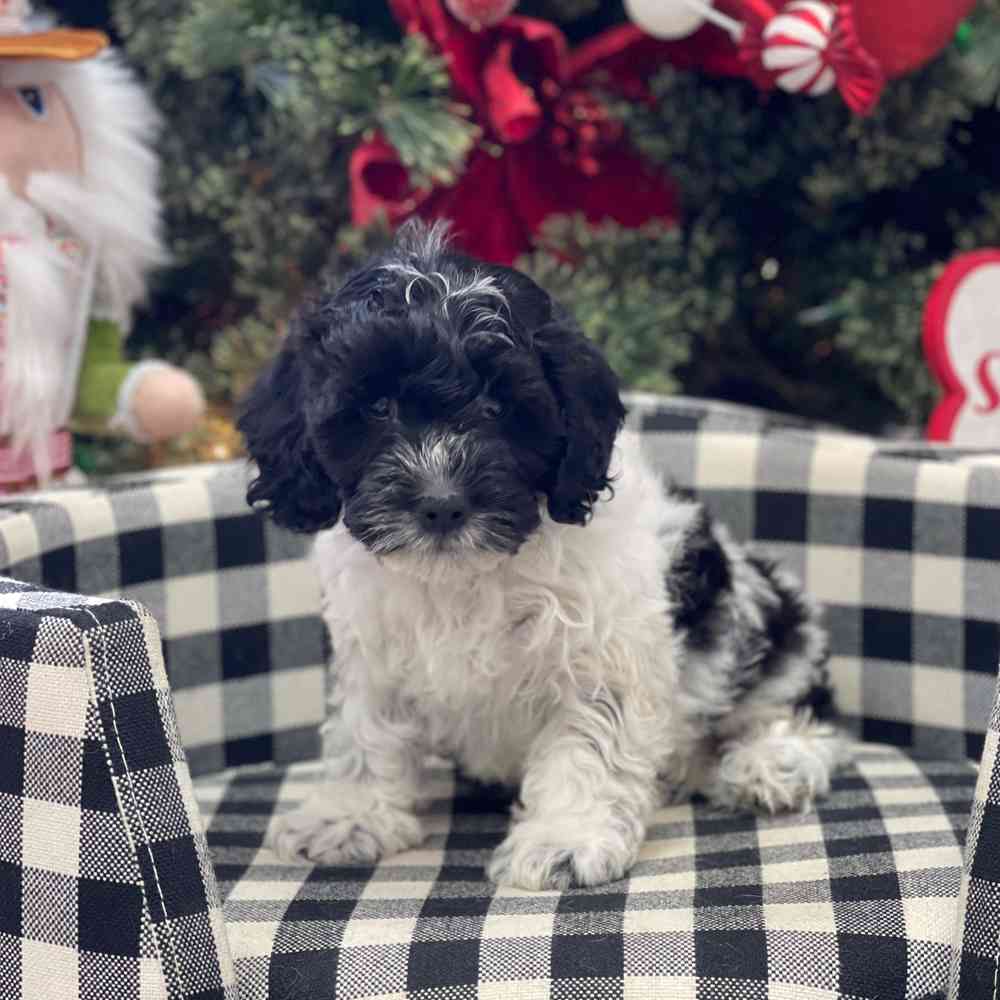 carousel pet images